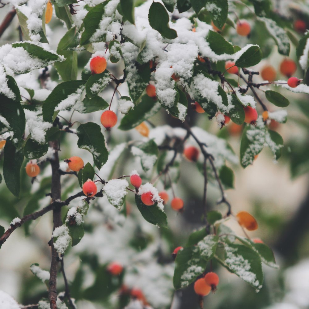 January Winterberry Image