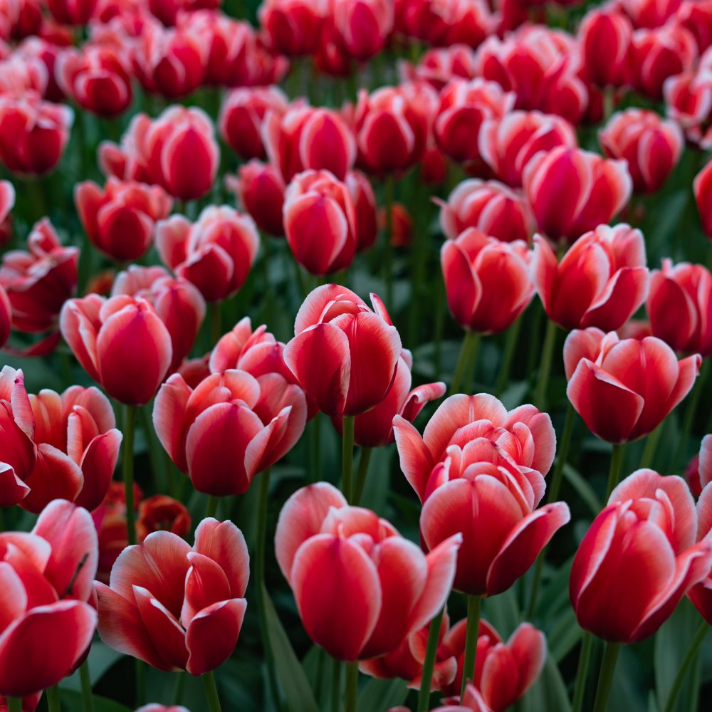 April Tulips Image