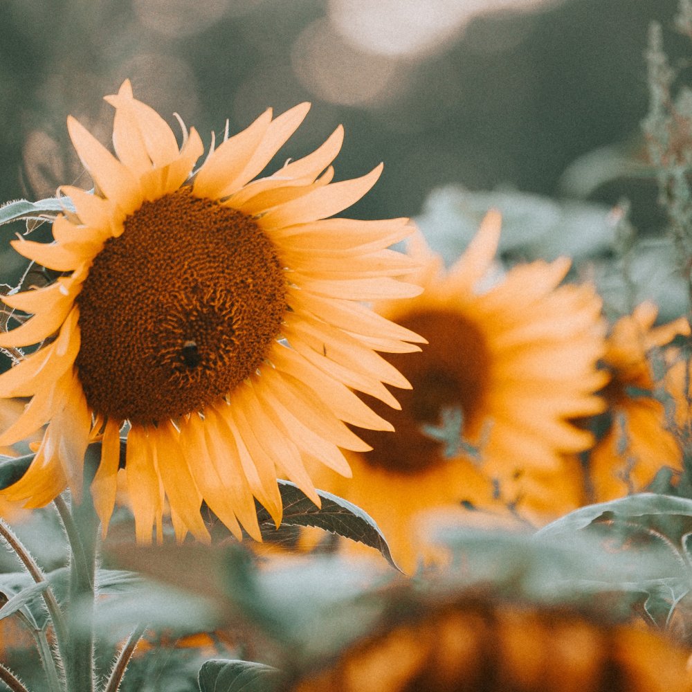 August Sunflower Image